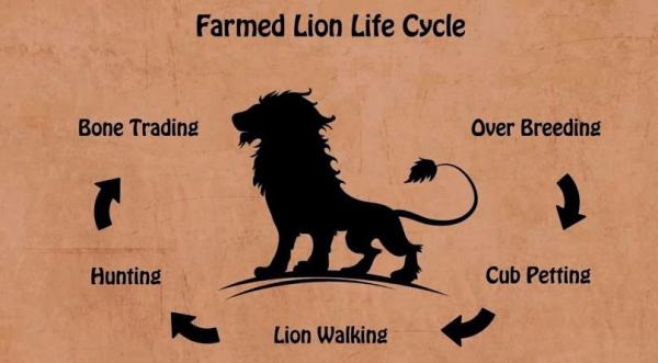 De cyclus van canned hunting