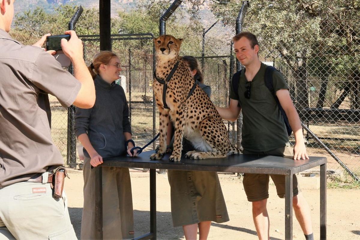 Cheeta in toeristische attractie