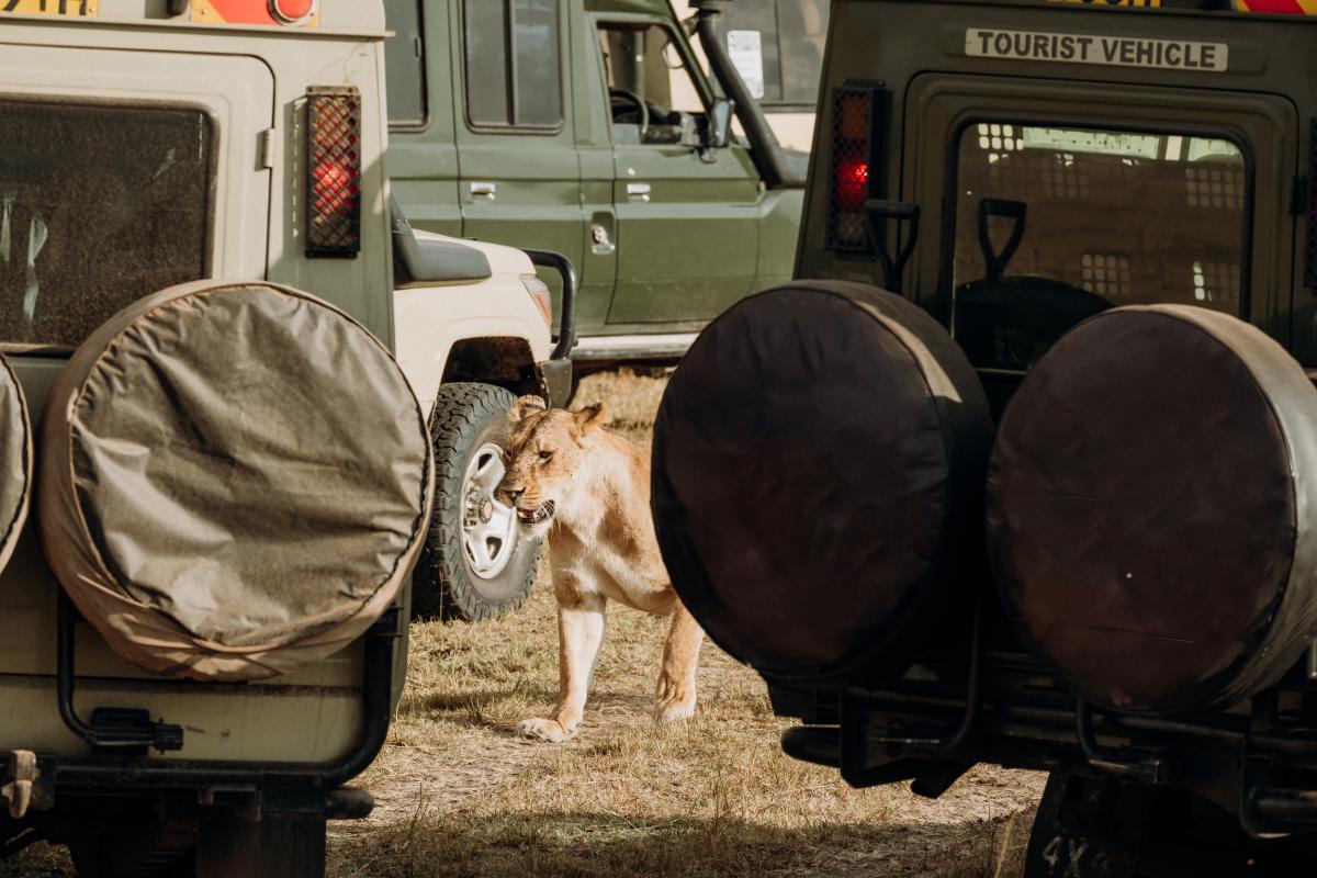 Hou afstand en laat wilde dieren met rust